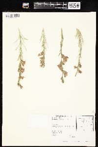 Penstemon jamesii image