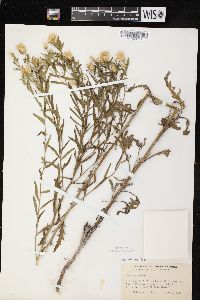 Acroptilon repens image