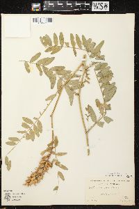 Astragalus canadensis var. canadensis image