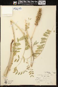 Astragalus canadensis image