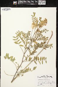 Astragalus canadensis var. canadensis image