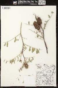 Astragalus canadensis image