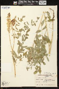 Astragalus canadensis var. canadensis image