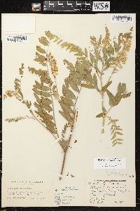 Astragalus canadensis image