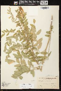 Astragalus canadensis var. canadensis image