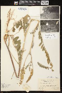 Astragalus canadensis image