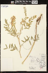 Astragalus canadensis image