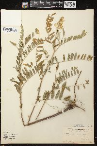 Astragalus canadensis image