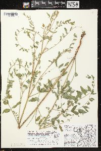 Astragalus canadensis image