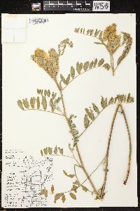 Astragalus canadensis image