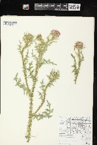 Carduus acanthoides subsp. acanthoides image