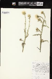 Carduus acanthoides subsp. acanthoides image