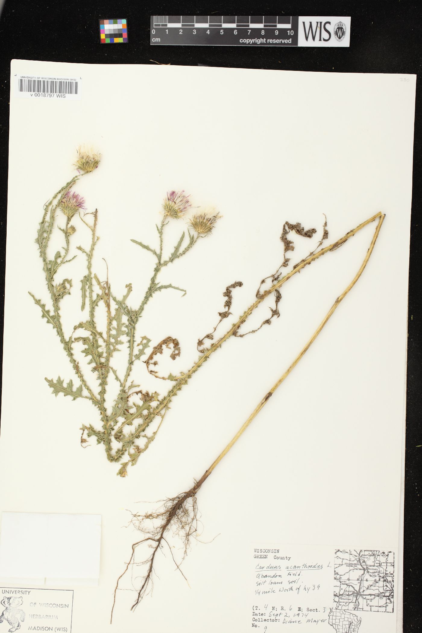 Carduus acanthoides image