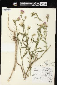 Carduus acanthoides subsp. acanthoides image