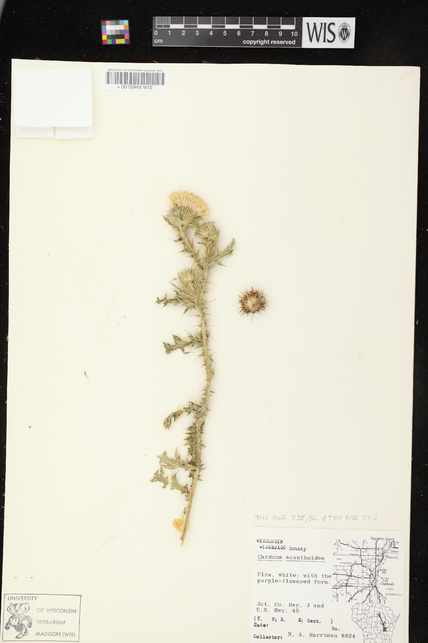 Carduus acanthoides image