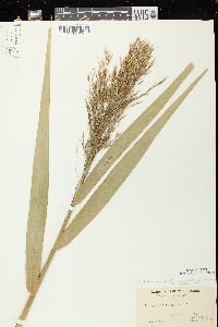 Phragmites australis image