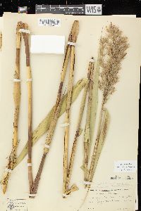 Phragmites australis var. americanus image