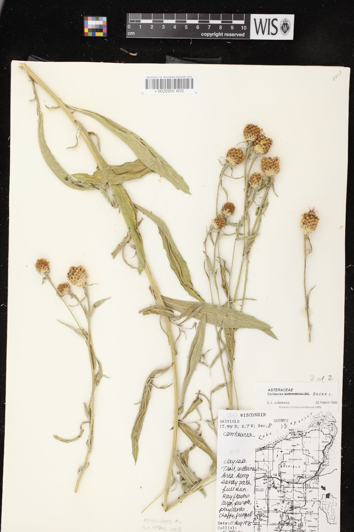 Centaurea jacea image