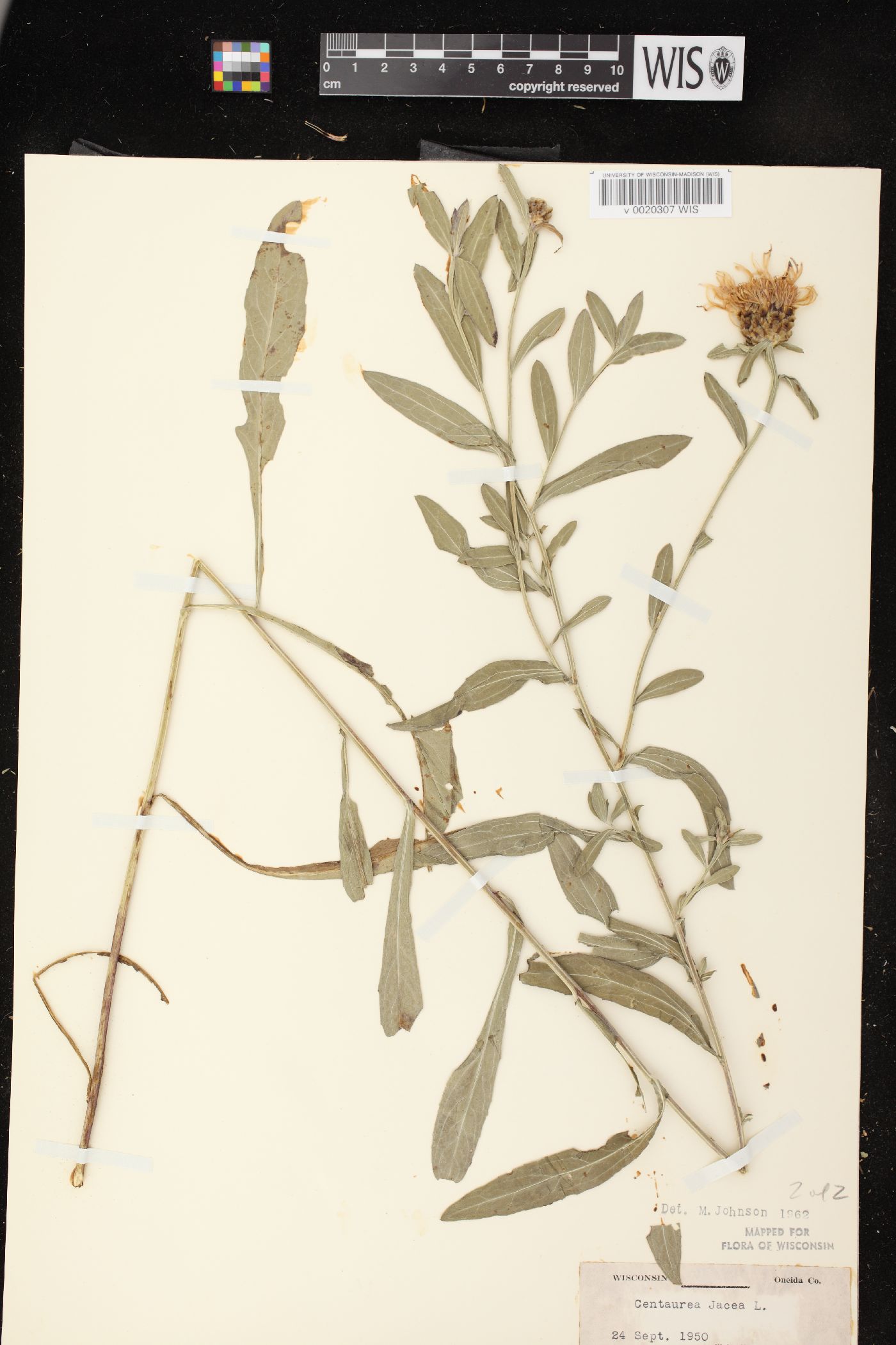 Centaurea jacea image