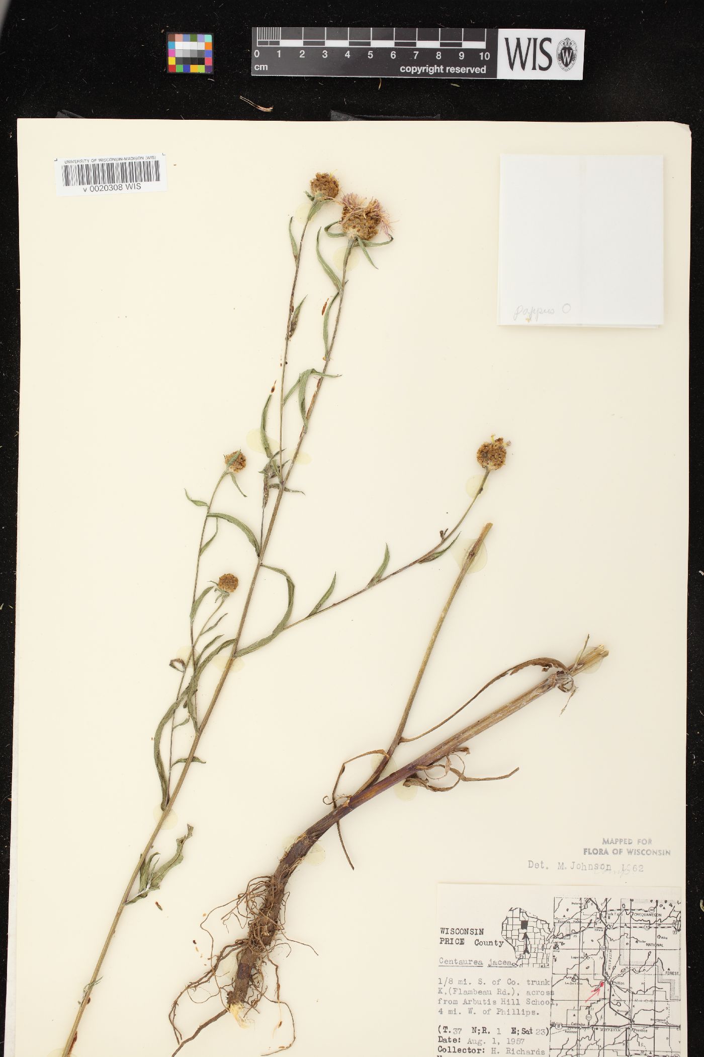 Centaurea jacea image