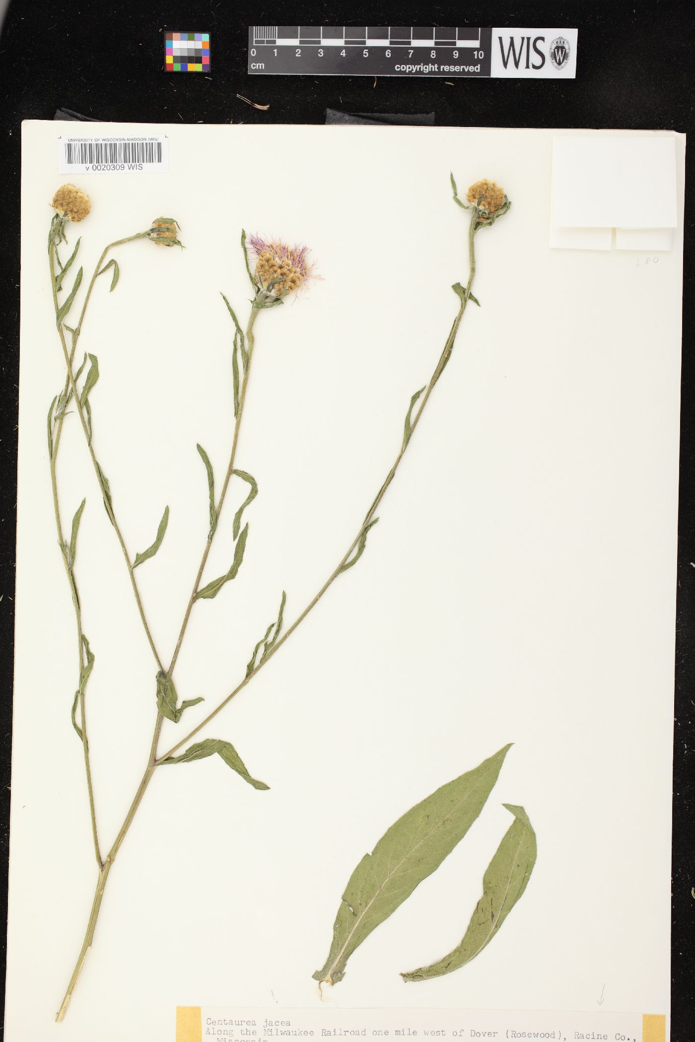 Centaurea jacea image
