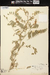 Astragalus canadensis image