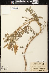 Astragalus canadensis image