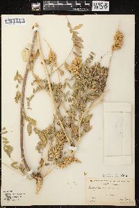 Astragalus canadensis var. canadensis image