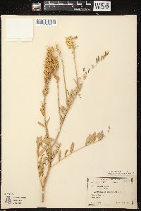 Astragalus canadensis image