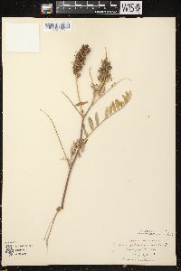 Astragalus canadensis var. canadensis image