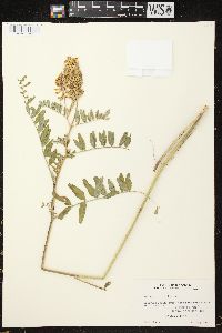 Astragalus canadensis image