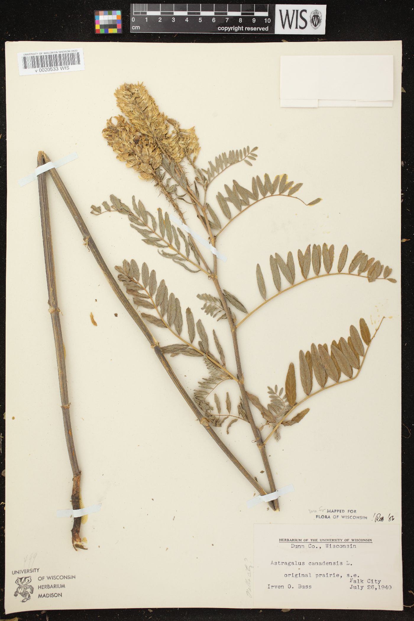 Astragalus canadensis var. canadensis image