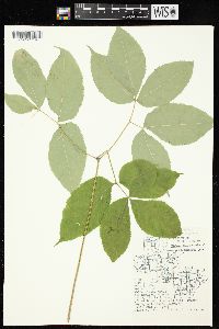 Aralia nudicaulis image