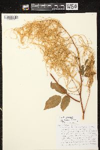 Aruncus dioicus image