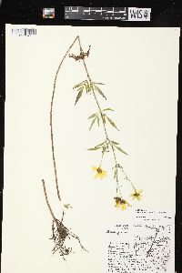 Bidens trichosperma image