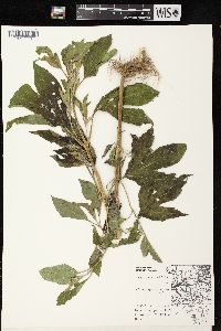 Ambrosia trifida var. trifida image