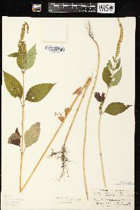 Ambrosia trifida var. trifida image