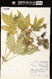 Ambrosia trifida var. trifida image