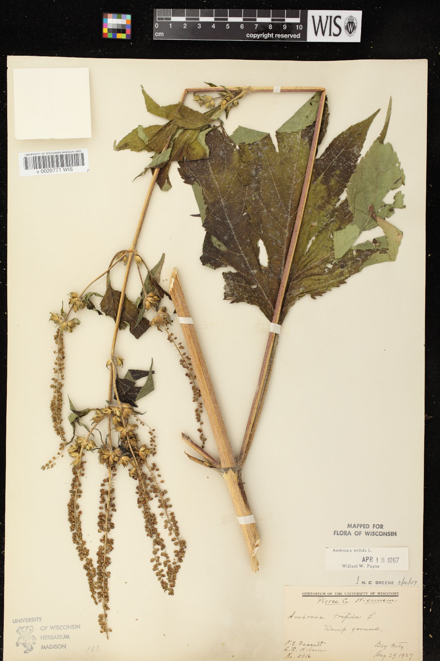 Ambrosia trifida var. trifida image