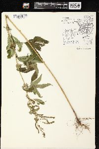 Ambrosia trifida var. trifida image