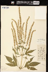 Ambrosia trifida var. trifida image