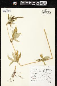 Ambrosia trifida var. trifida image