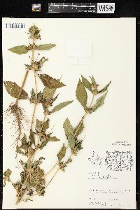 Ambrosia trifida var. trifida image