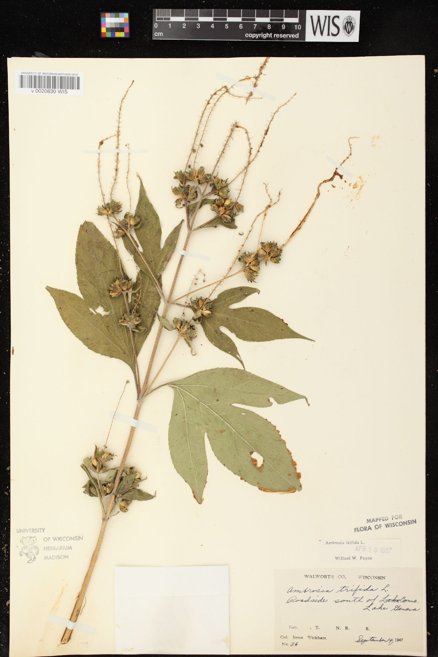 Ambrosia trifida var. trifida image