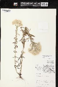 Pseudognaphalium obtusifolium subsp. obtusifolium image