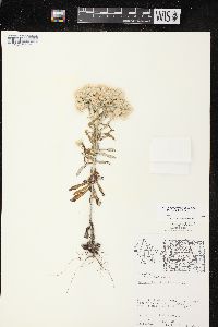 Pseudognaphalium obtusifolium subsp. obtusifolium image