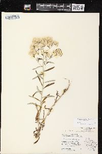 Pseudognaphalium obtusifolium subsp. obtusifolium image