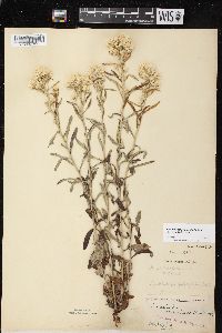 Pseudognaphalium obtusifolium subsp. obtusifolium image