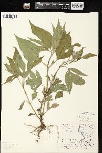 Ambrosia trifida var. trifida image