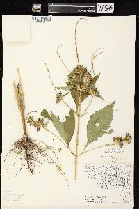 Ambrosia trifida var. trifida image